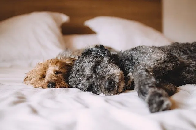 5 Ways to Make your Pet Dog More Comfortable When Moving