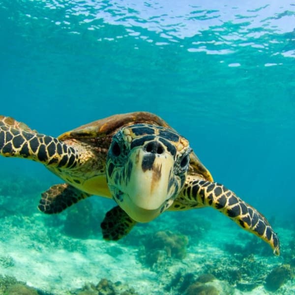 Hawksbill Sea Turtle