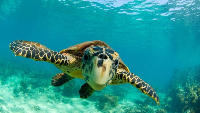 Hawksbill Sea Turtle