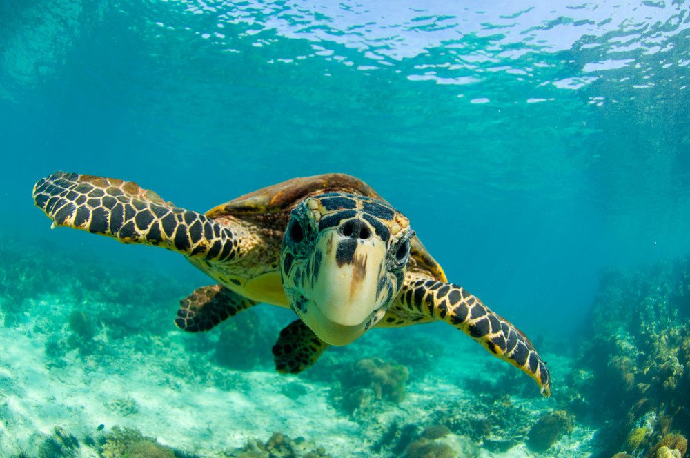 Hawksbill Sea Turtle