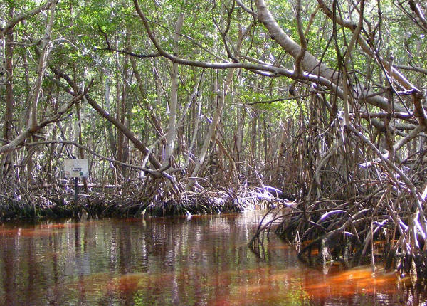 mangroves in the riviera maya