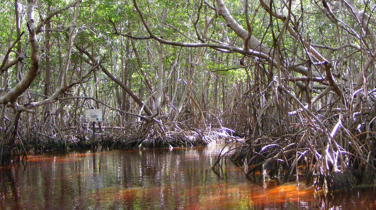 mangroves in the riviera maya