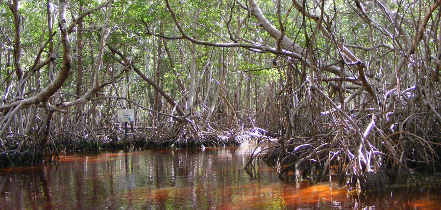 mangroves in the riviera maya