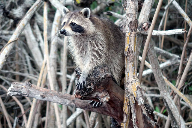 raccoon in mangrove in riviera maya