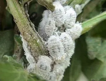 great gardening tips