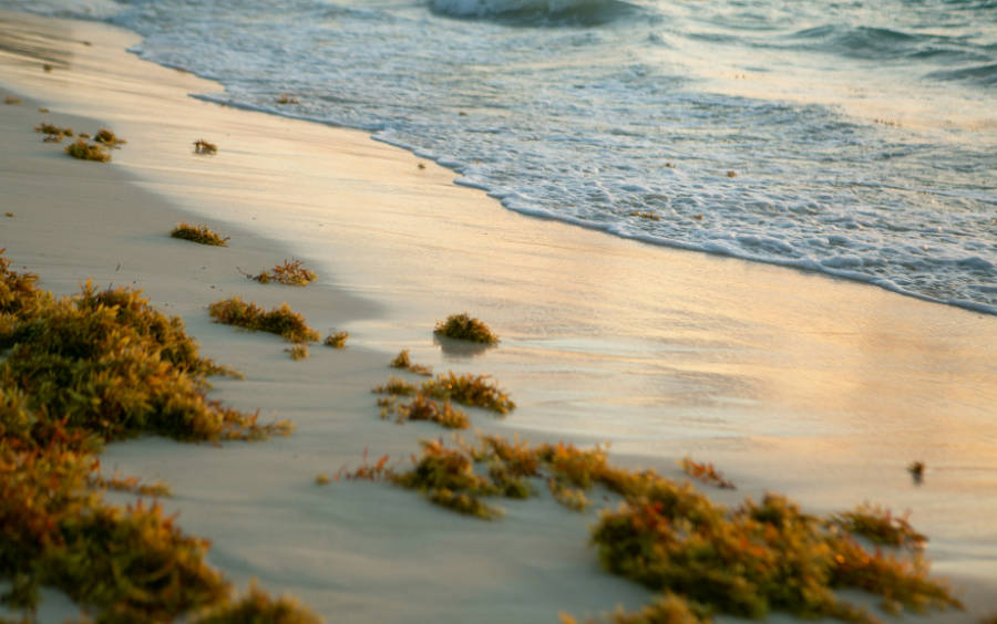 sargassum in 2025