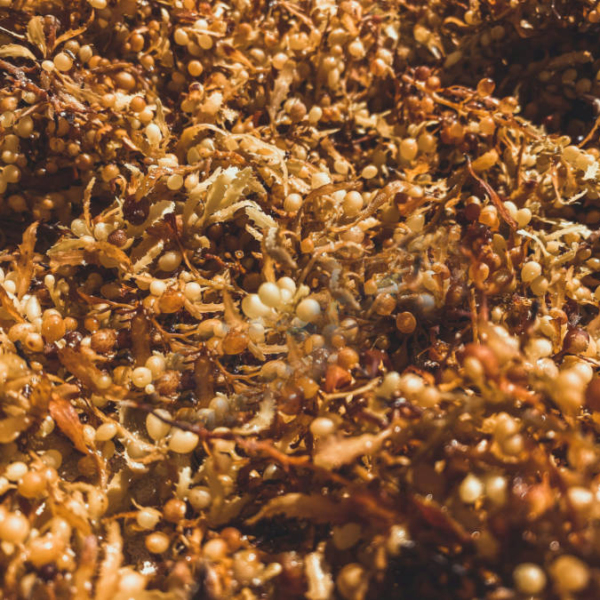 sargassum in 2025