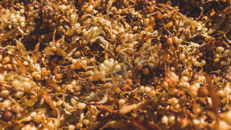 sargassum in 2025