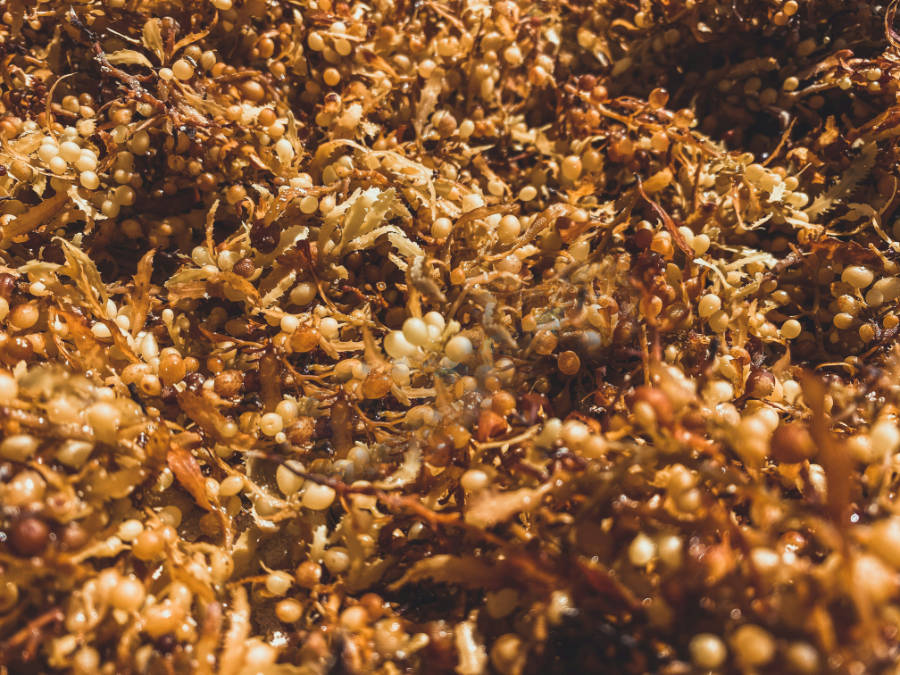sargassum in 2025