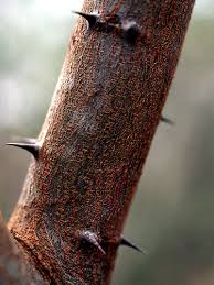 chukum tree